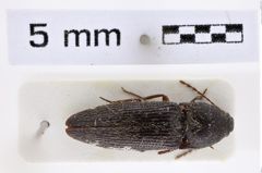 Foto (Dorsalansicht) von Melanotus kodadai (NHMW-ZOO-COL-0007714)